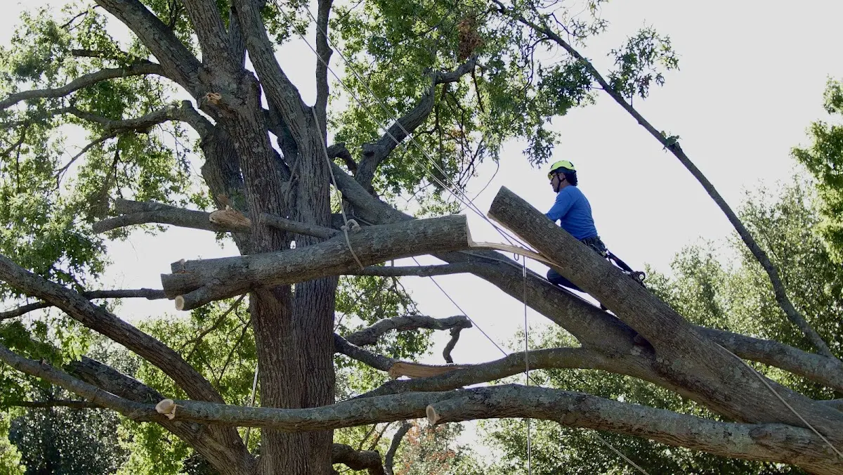 Professional Crown Thinning performed by certified arborists in Hepler