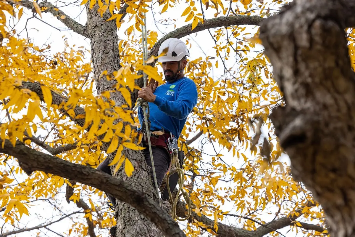 Skilled Tree Trimming crew working in Hepler